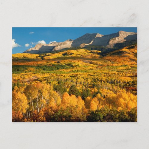 USA Colorado Gunnison National Forest Postcard