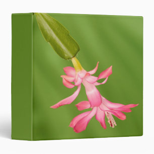 USA, Colorado, Lafayette. Christmas cactus Binder