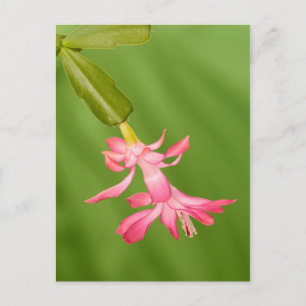 USA, Colorado, Lafayette. Christmas cactus Holiday Postcard
