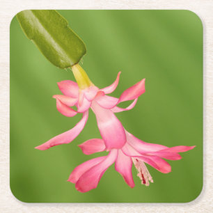 USA, Colorado, Lafayette. Christmas cactus Square Paper Coaster