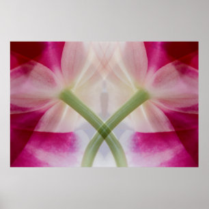USA, Colorado, Lafayette. Orchid montage Poster