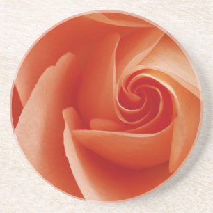 USA, Colorado, Lafayette. Peach rose close-up Drink Coaster