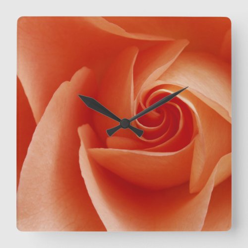 USA Colorado Lafayette Peach rose close_up Square Wall Clock