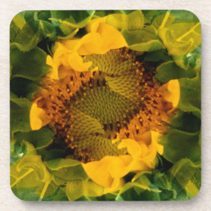 USA, Colorado, Lafayette. Sunflower montage Beverage Coaster