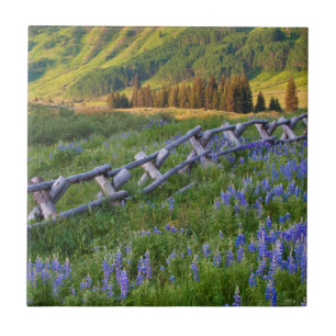 USA, Colorado. Lupines and split rail fence Ceramic Tile