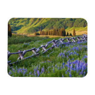 USA, Colorado. Lupines and split rail fence Magnet