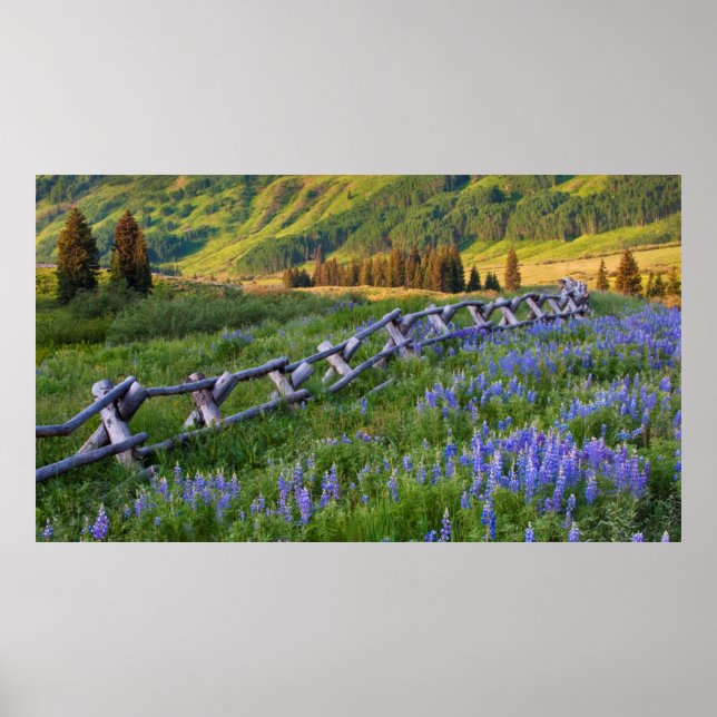 USA, Colorado. Lupines and split rail fence Poster (Front)