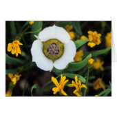 USA, Colorado. Mariposa tulip (Front Horizontal)