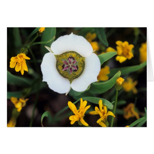 USA, Colorado. Mariposa tulip (Front Horizontal)