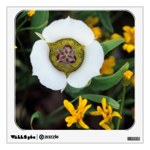 USA, Colorado. Mariposa tulip Wall Sticker