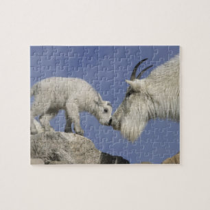 USA, Colorado, Mount Evans. Mountain goat mother Jigsaw Puzzle
