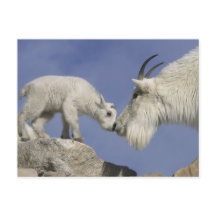USA, Colorado, Mount Evans. Mountain goat mother