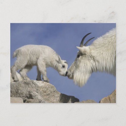 USA Colorado Mount Evans Mountain goat mother Postcard