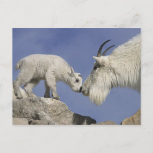 USA, Colorado, Mount Evans. Mountain goat mother Postcard