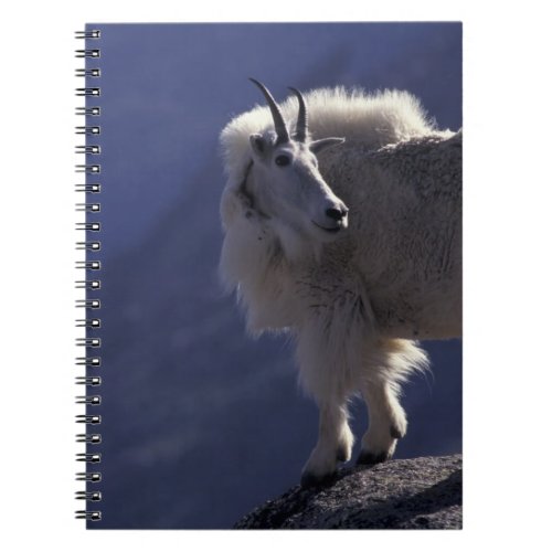 USA Colorado Mountain goat Oreamnos Notebook