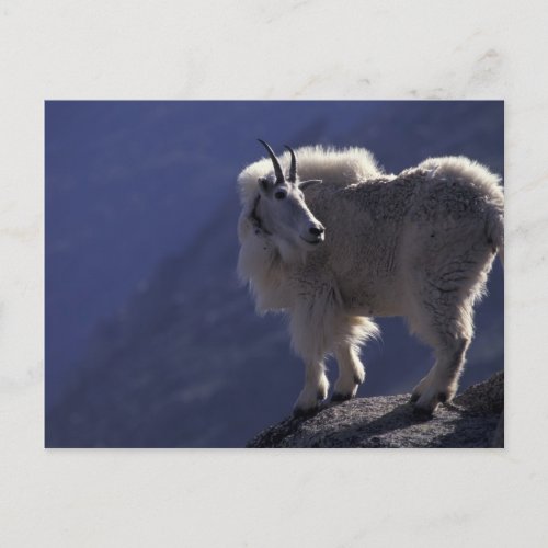 USA Colorado Mountain goat Oreamnos Postcard