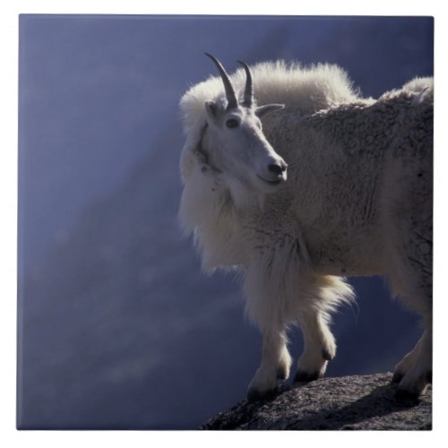 USA Colorado Mountain goat Oreamnos Tile