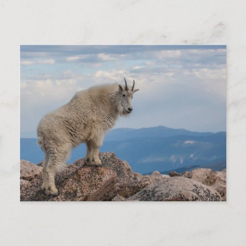 USA Colorado Mt Evans Mountain Goat Stands Postcard