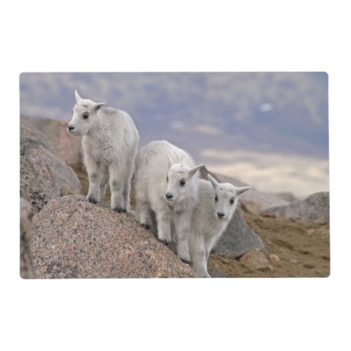 USA Colorado Mt Evans Three mountain goat Placemat