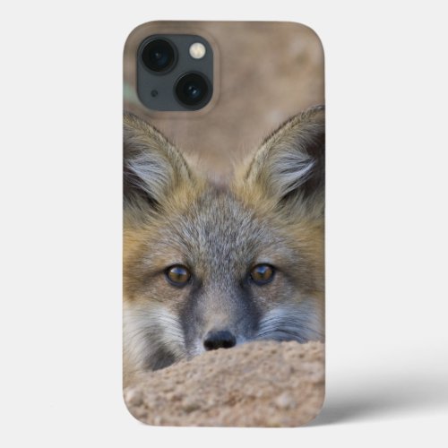 USA Colorado Pike National Forest Shy red fox iPhone 13 Case