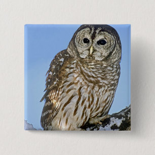 USA, Colorado. Portrait of barred owl perched Button