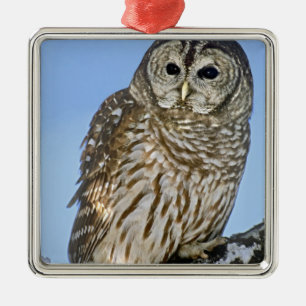 USA, Colorado. Portrait of barred owl perched Metal Ornament