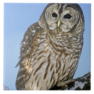 USA, Colorado. Portrait of barred owl perched Tile