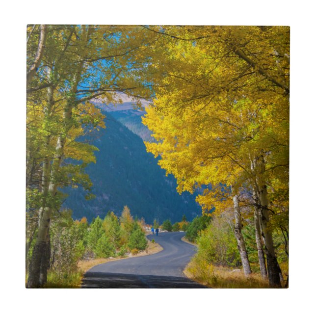 USA, Colorado. Road Flanked By Aspens Tile (Front)