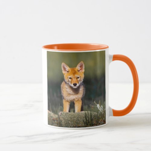 USA Colorado Rocky Mountain National Park Mug