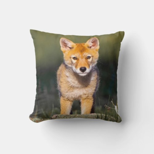 USA Colorado Rocky Mountain National Park Throw Pillow