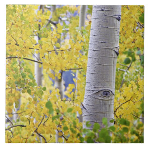 USA, Colorado, Rocky Mountains. Intimate aspen 2 Ceramic Tile
