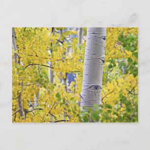 USA, Colorado, Rocky Mountains.  Intimate aspen 2 Postcard