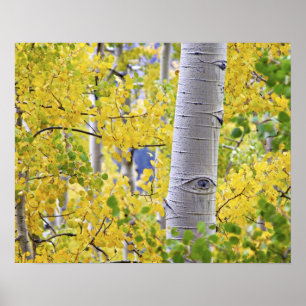 USA, Colorado, Rocky Mountains. Intimate aspen 2 Poster