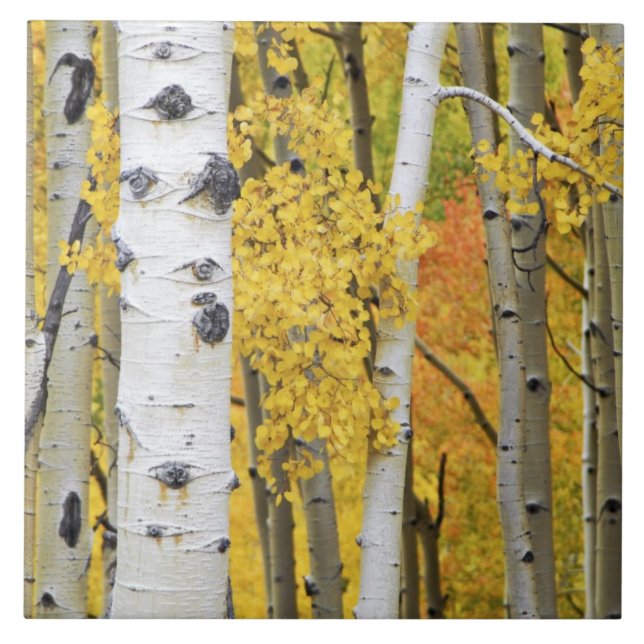 USA, Colorado, Rocky Mountains.  Intimate aspen Ceramic Tile (Front)