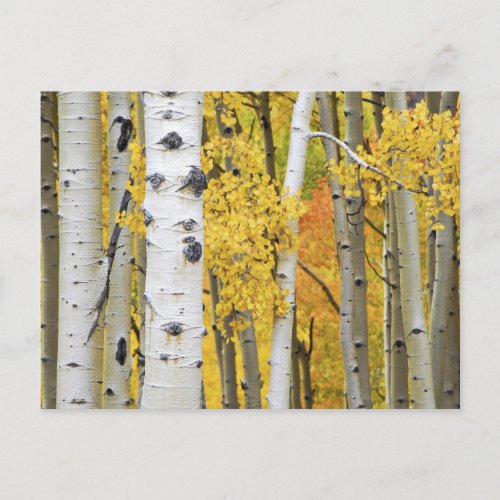 USA Colorado Rocky Mountains  Intimate aspen Postcard