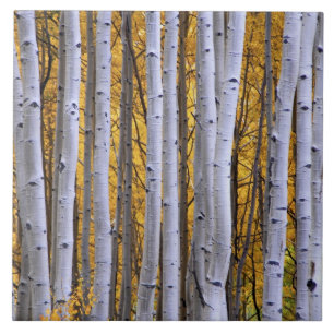 USA, Colorado, Rocky Mountains. Intimate scene Ceramic Tile