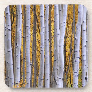 USA, Colorado, Rocky Mountains. Intimate scene Coaster