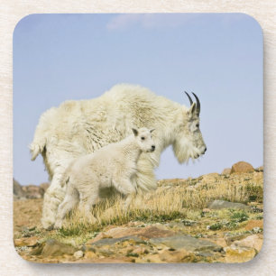USA, Colorado, Rocky Mountains, Mount Evans, Drink Coaster
