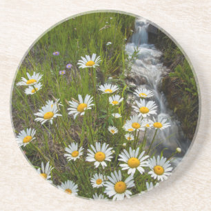 USA, Colorado, San Juan Mountains. Daisies Drink Coaster