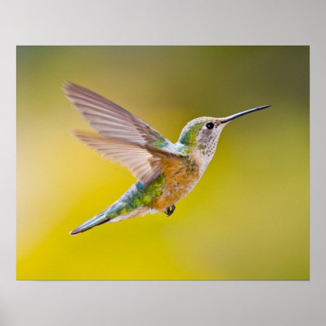 USA, Colorado, Summit County, Heeney. Side view Poster (Front)