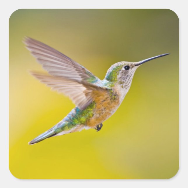 USA, Colorado, Summit County, Heeney. Side view Square Sticker (Front)