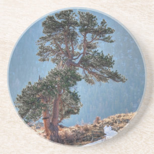 USA, Colorado, Tree In Estes Park Coaster