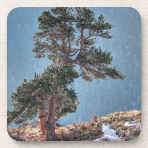 USA, Colorado, Tree In Estes Park Coaster