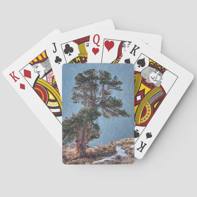 USA, Colorado, Tree In Estes Park Poker Cards (Back)