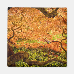 USA, Delaware, Wilmington. Japanese maple Magnet