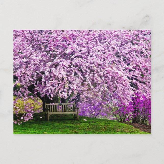 USA, Delaware, Wilmington. Wooden bench under Postcard (Front)