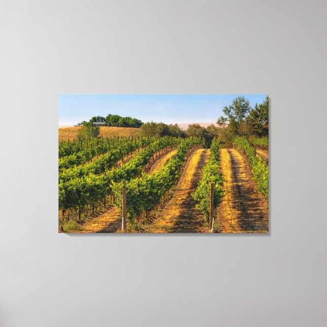 USA, Eastern Washington, Walla Walla Vineyards Canvas Print (Front)