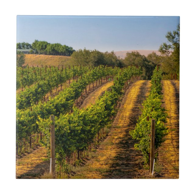 USA, Eastern Washington, Walla Walla Vineyards Ceramic Tile (Front)