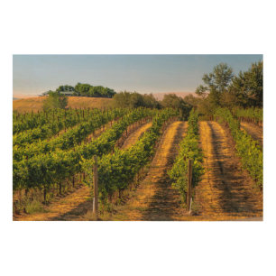 USA, Eastern Washington, Walla Walla Vineyards Wood Wall Art