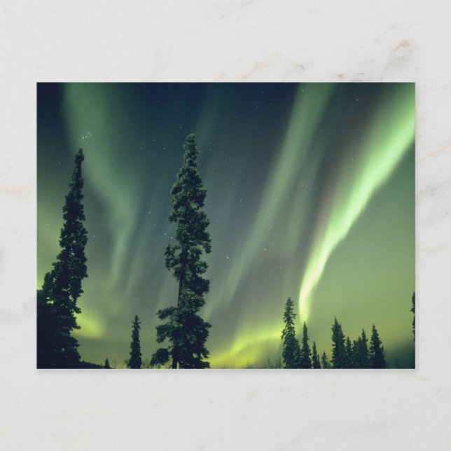 USA, Fairbanks area, Central Alaska, Aurora Postcard (Front)
